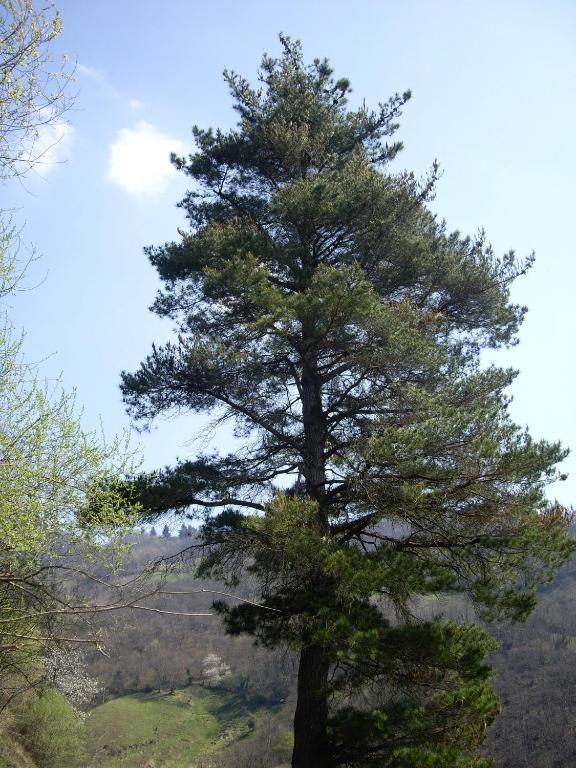 El Cobijo De Villar Mieres  Buitenkant foto